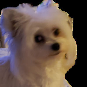 Meet your Posher, Dana